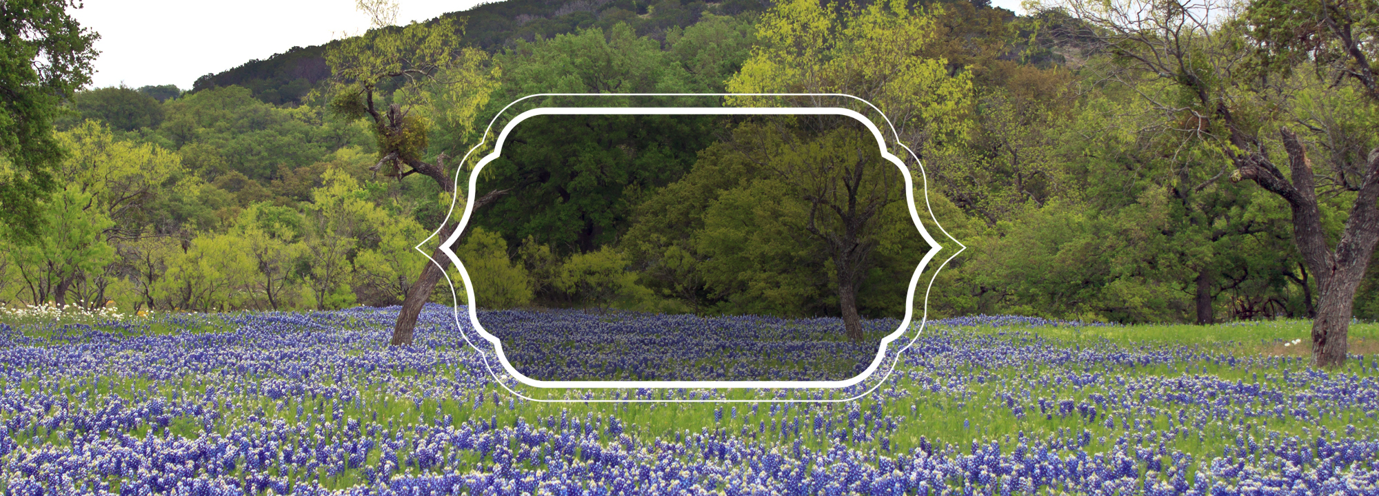 Yellow Rose Of Texas Wine Tours